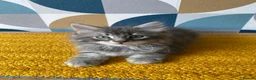 Domestic Shorthair cats for sale: Domestic possible longhaired kittens  - Advert 3