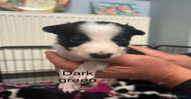 Mixed Breed dogs - Advert 5