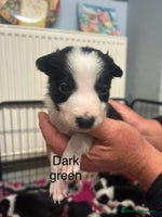 Mixed Breed dogs - Advert 7