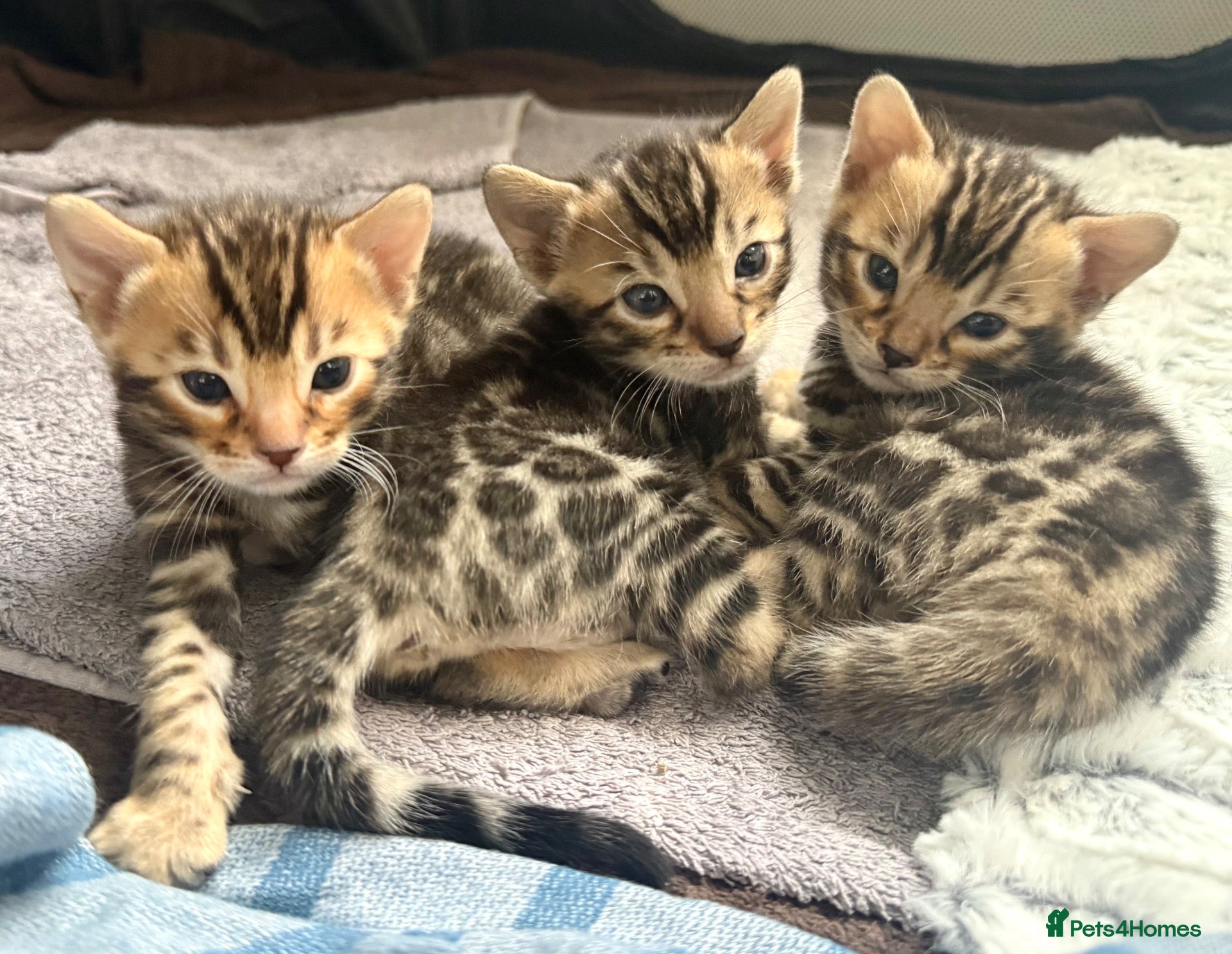 Bengal cats Outstanding Little Leopards 🐆  - Advert 1