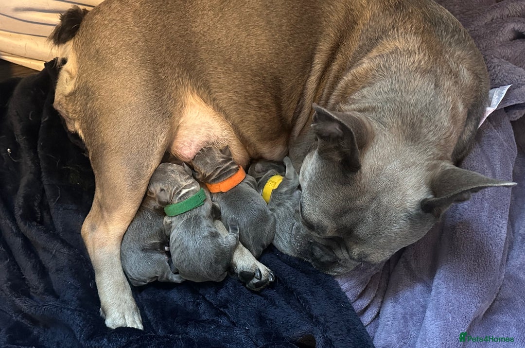 French Bulldog dogs for sale: French bulldog pups for sale  - Image 3