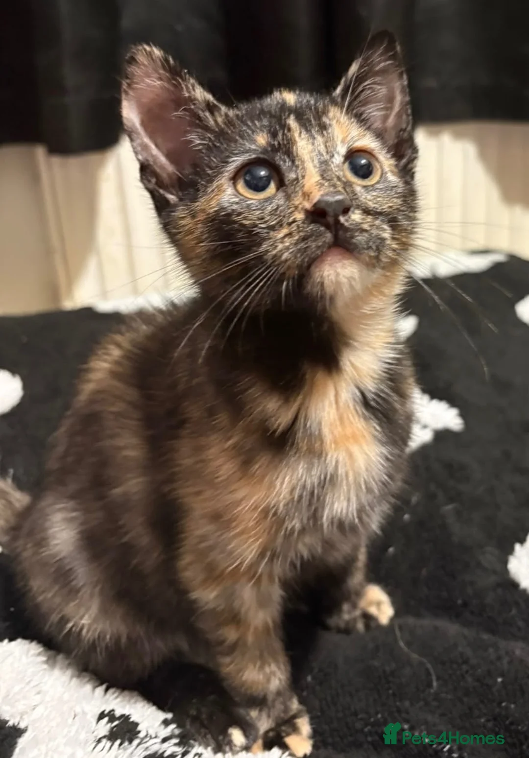 Mixed Breed cats for sale: 4 kittens  - Advert 9
