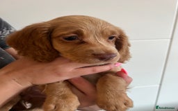 Cocker Spaniel dogs for sale: 2 female purebred cocker spaniels - Image 11