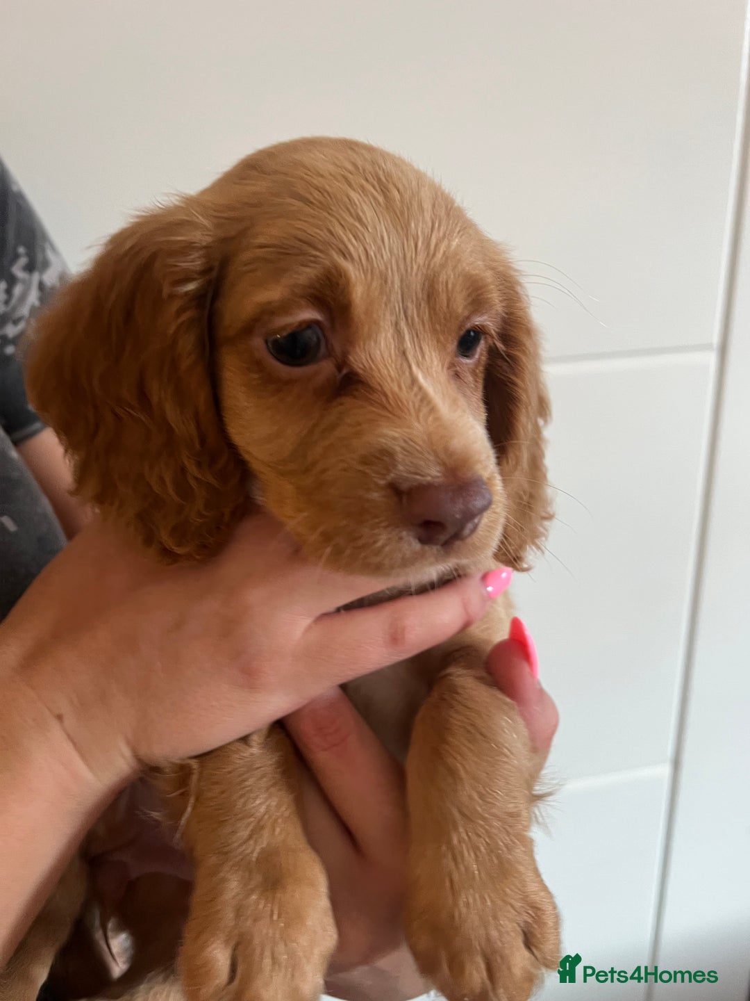 Cocker Spaniel dogs for sale: 2 female purebred cocker spaniels - Image 11