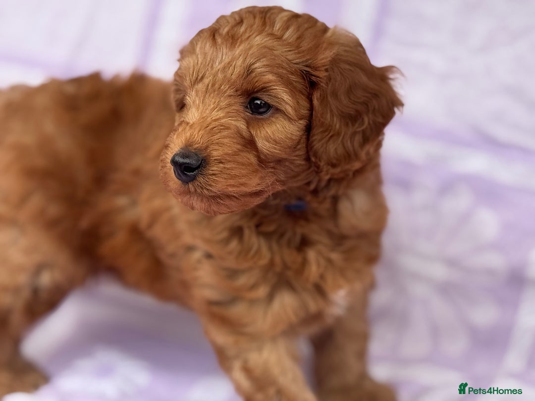 Cockapoo dogs for sale: Gorgeous Cockerpoo F1b - Image 7