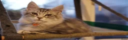 Maine Coon cats for sale: Beautiful Maine Coon Sisters Ready Now 🐾 - Advert 20