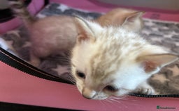 Bengal cats for sale: Supreme Grand Champion TICA bengal kittens  - Image 14