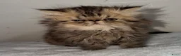 Persian cats for sale: 2 Male Gccf Persian Kittens  - Advert 5