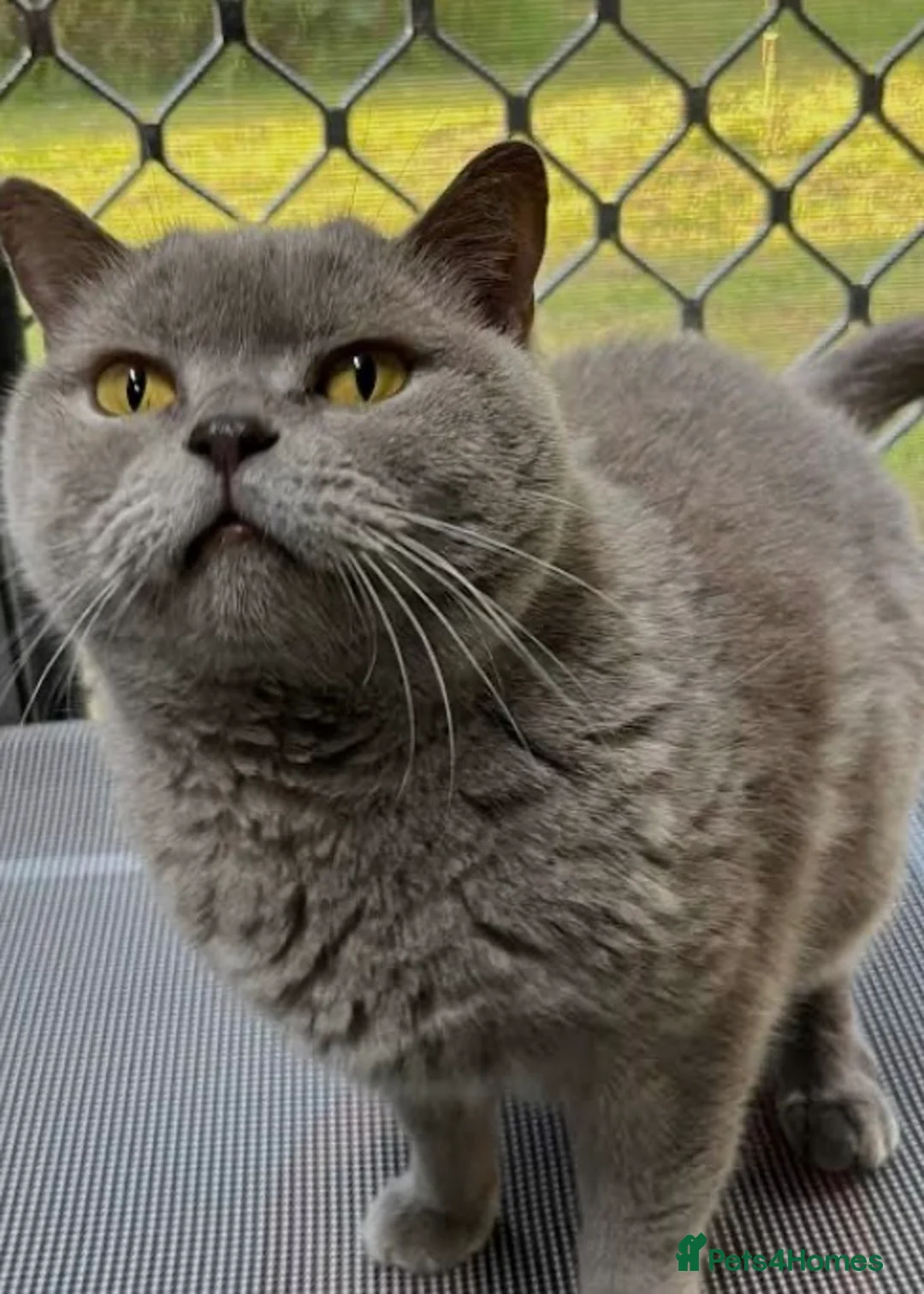 British Shorthair cats for sale: British shorthair x sypnx kitten  - Advert 10