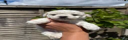 Bichon Frise dogs for sale: 🐶 Gorgeous Pedigree Bichon Frise - Advert 2