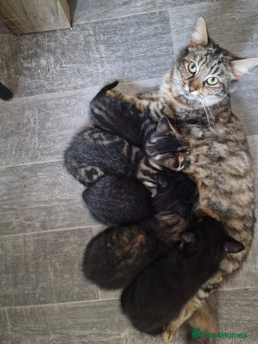 Mixed Breed cats for sale: 0ne black boy  - Advert 2