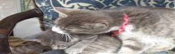 British Shorthair cats for sale: Kittens looking for loving homes, 3 striped girls. in Leicester - Advert 8