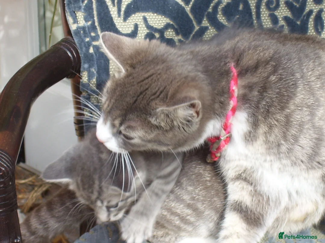 British Shorthair cats for sale: Kittens looking for loving homes, 3 striped girls. in Leicester - Advert 8