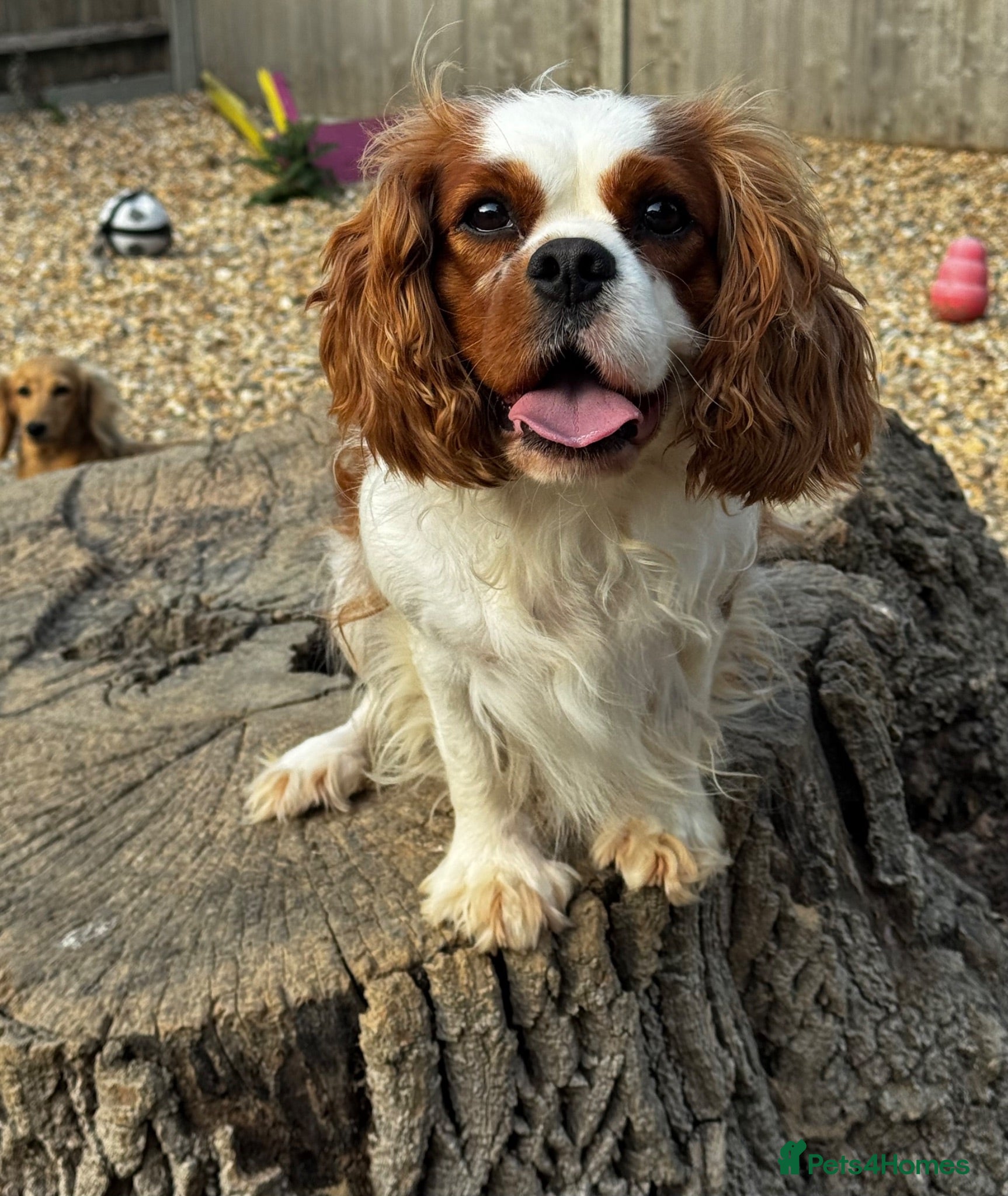 Cavapoo dogs Cavapoo’s extensive health tested rare colours  - Advert 2