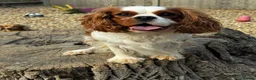 Cavapoo dogs for sale: Cavapoo’s extensively health tested rare colours  - Advert 10