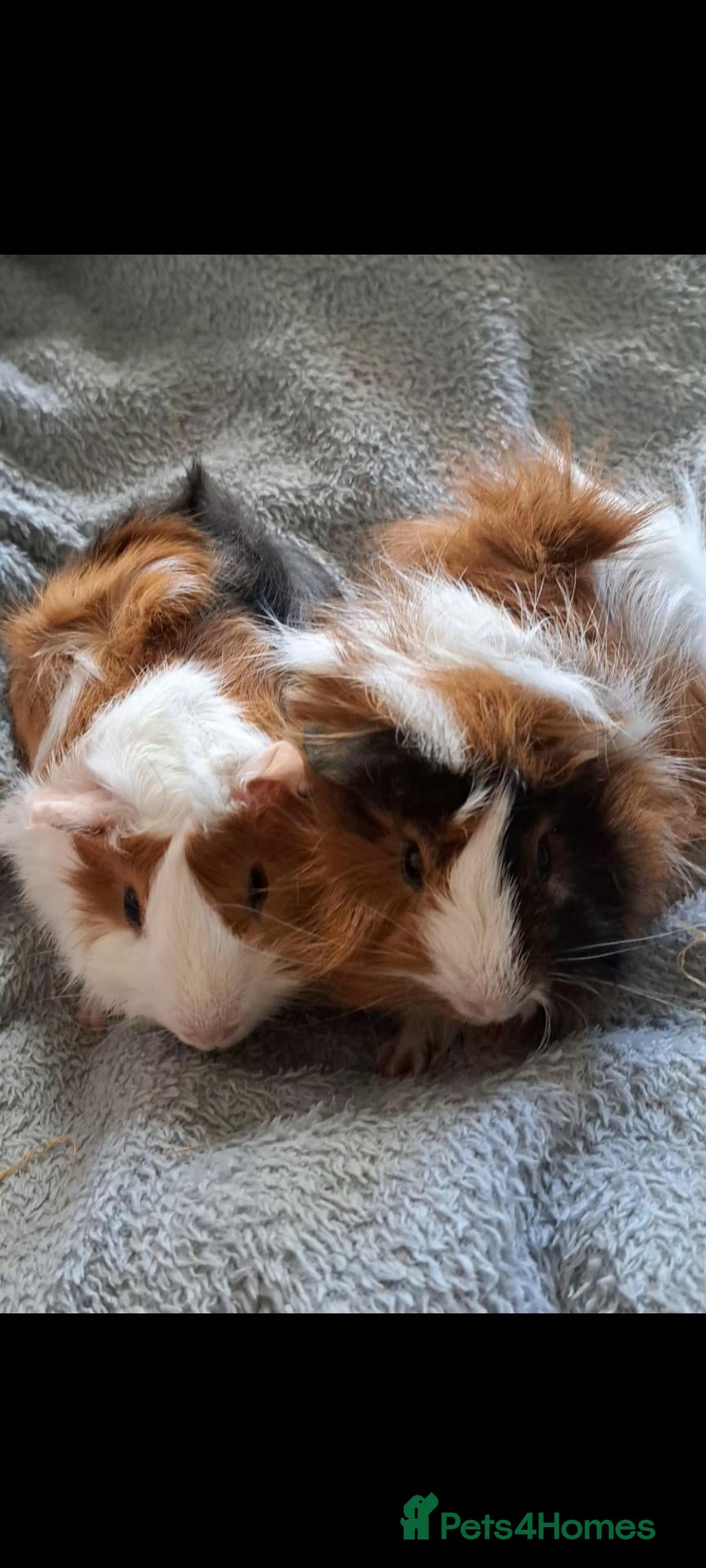 Guinea Pig rodents Bonded boar guinea pigs (£50 for the pair) - Advert 2