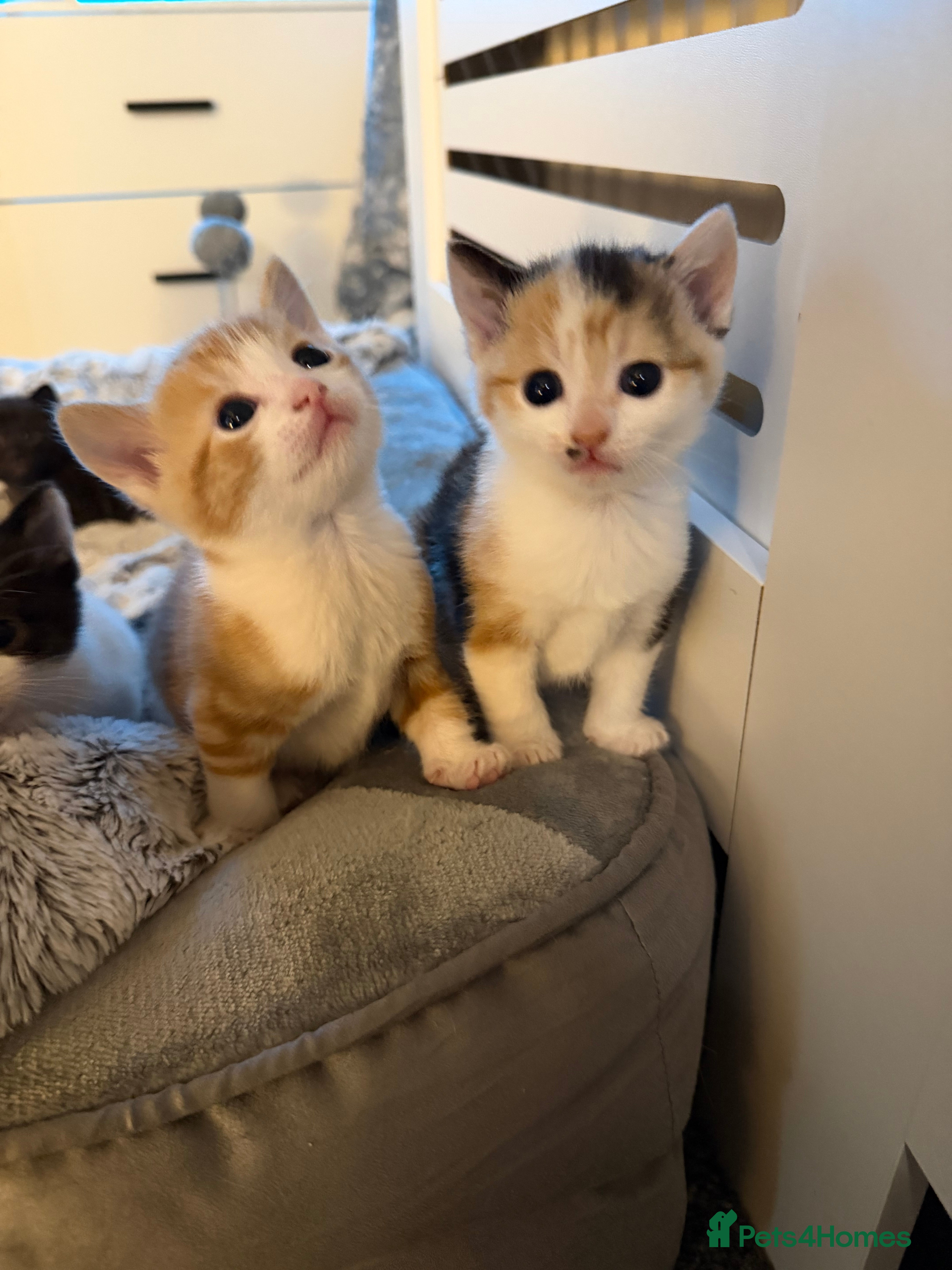 Domestic Shorthair cats Beautiful Kittens  - Advert 1