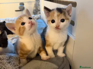 Domestic Shorthair cats Beautiful Kittens - Advert 1