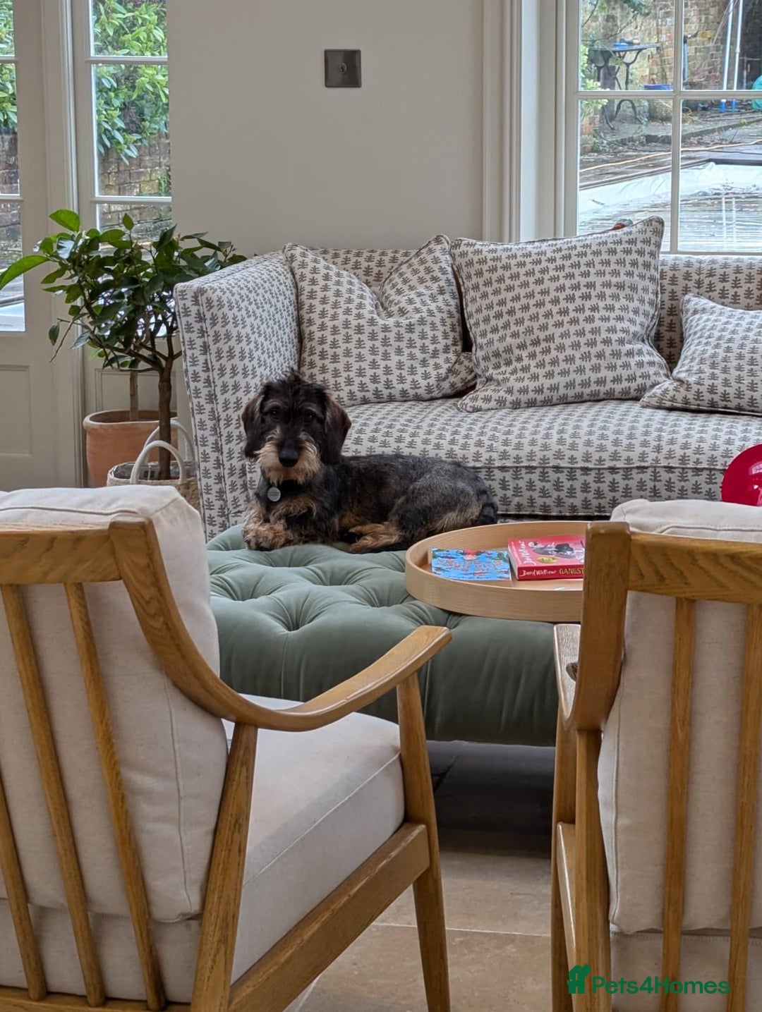 Dachshund dogs for sale: Standard Wire Haired Dachshund puppies - Advert 10