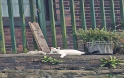 Mixed Breed cats for sale: Loki & Nova - Image 6