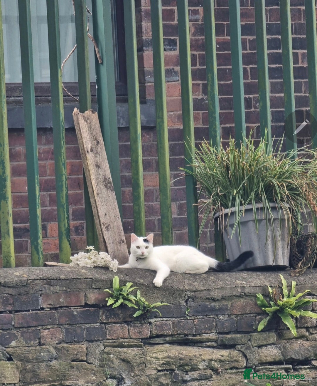 Mixed Breed cats for sale: Loki & Nova - Image 6