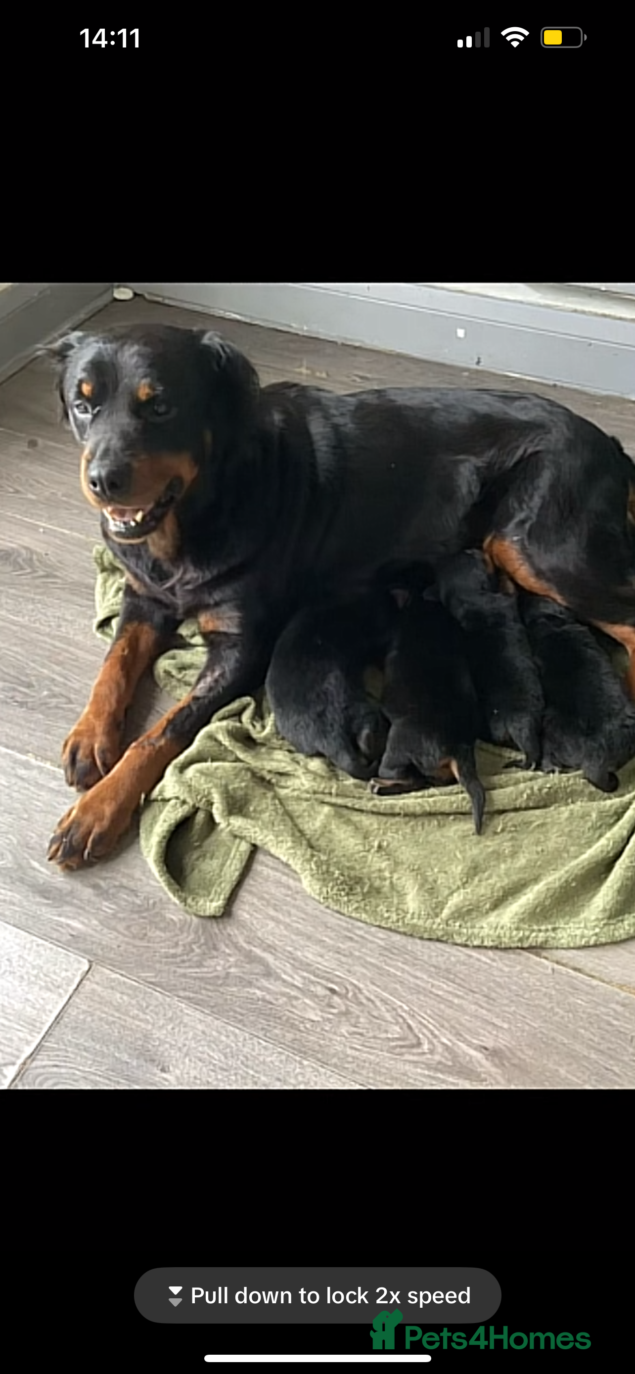 Rottweiler dogs Rottweiler puppys in Middlesbrough - Advert 9
