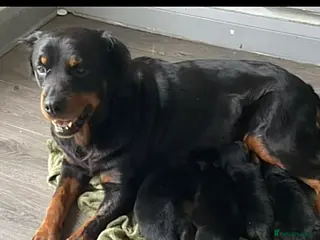 Rottweiler dogs Rottweiler puppys in Middlesbrough - Advert 9