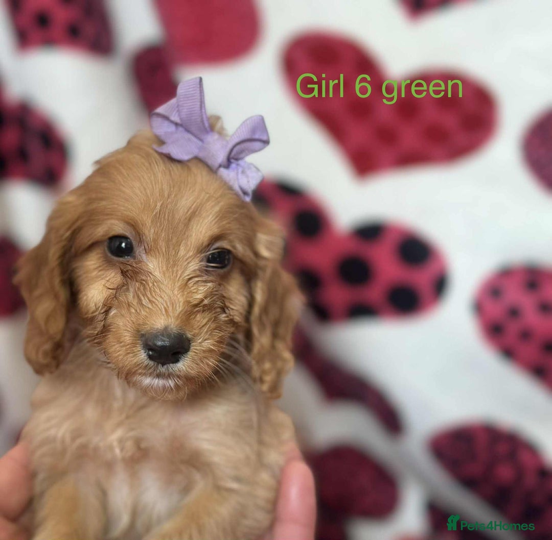 Cockapoo dogs for sale: Cockerpoo puppies - Image 6