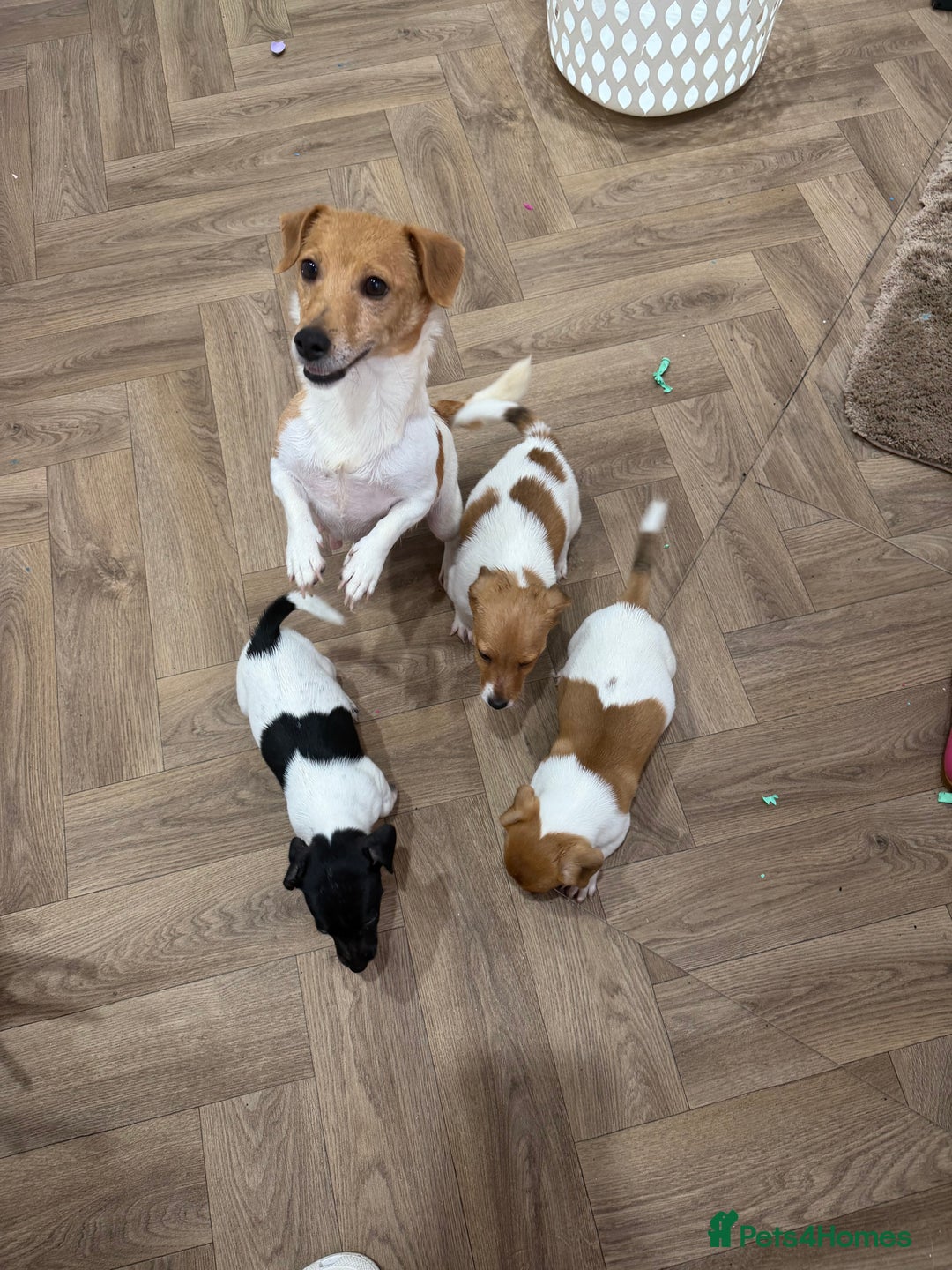 Jack Russell dogs for sale: jackrussel puppies - Advert 2