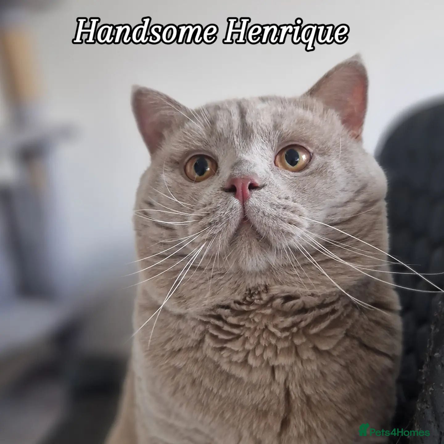 British Shorthair cats 🐾 Exceptional Lilac BSH Stud 🐾 - Advert 8