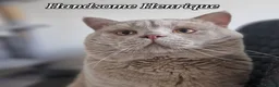 British Shorthair cats for stud: 🐾 Exceptional Lilac BSH Stud 🐾 - Advert 1