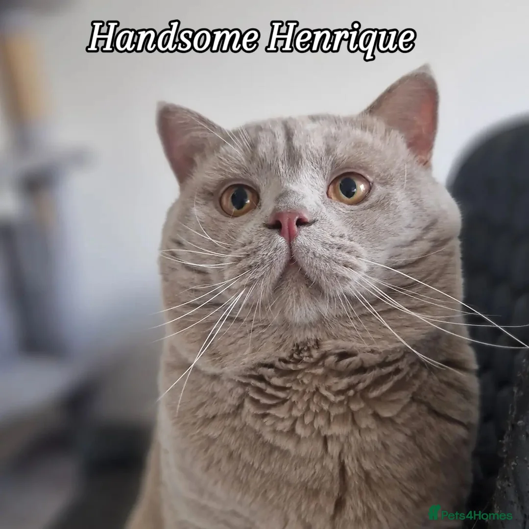 British Shorthair cats for stud: 🐾 Exceptional Lilac BSH Stud 🐾 - Advert 1