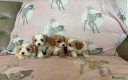 Cavapoo dogs for sale: Stunning Cavapoo puppies from family home  - Advert 1