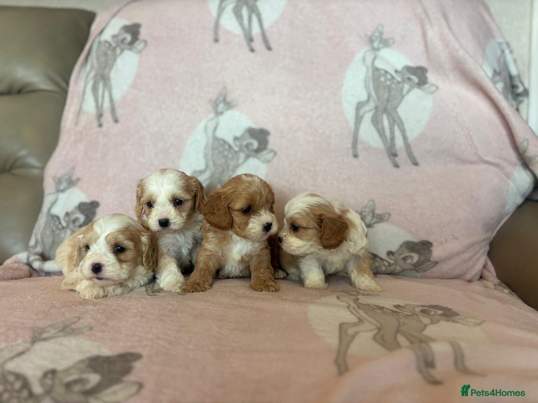 Cavapoo dogs for sale: Stunning Cavapoo puppies from family home  - Advert 1