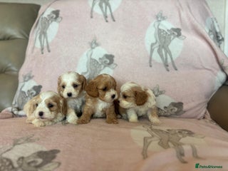 Cavapoo dogs Stunning Cavapoo puppies from family home - Advert 5