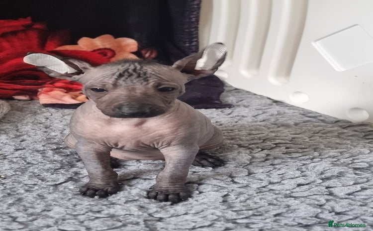 Mexican Hairless dogs - Advert 1