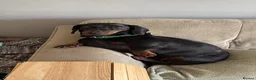 Dachshund dogs for sale: 4 year old spayed standard dachshund  - Advert 18