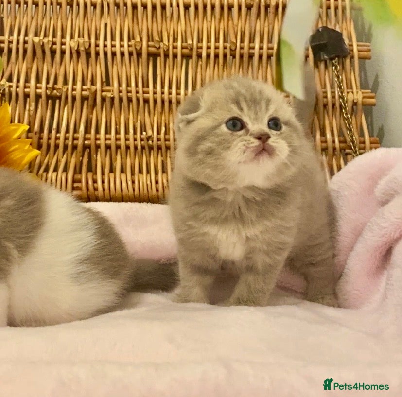 Scottish Fold cats 🧸QUALITY TICA REG FAWN SCOTTISH/BSH 😻🧸 - Advert 6