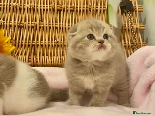 Scottish Fold cats 🧸QUALITY TICA REG FAWN SCOTTISH/BSH 😻🧸 - Advert 14