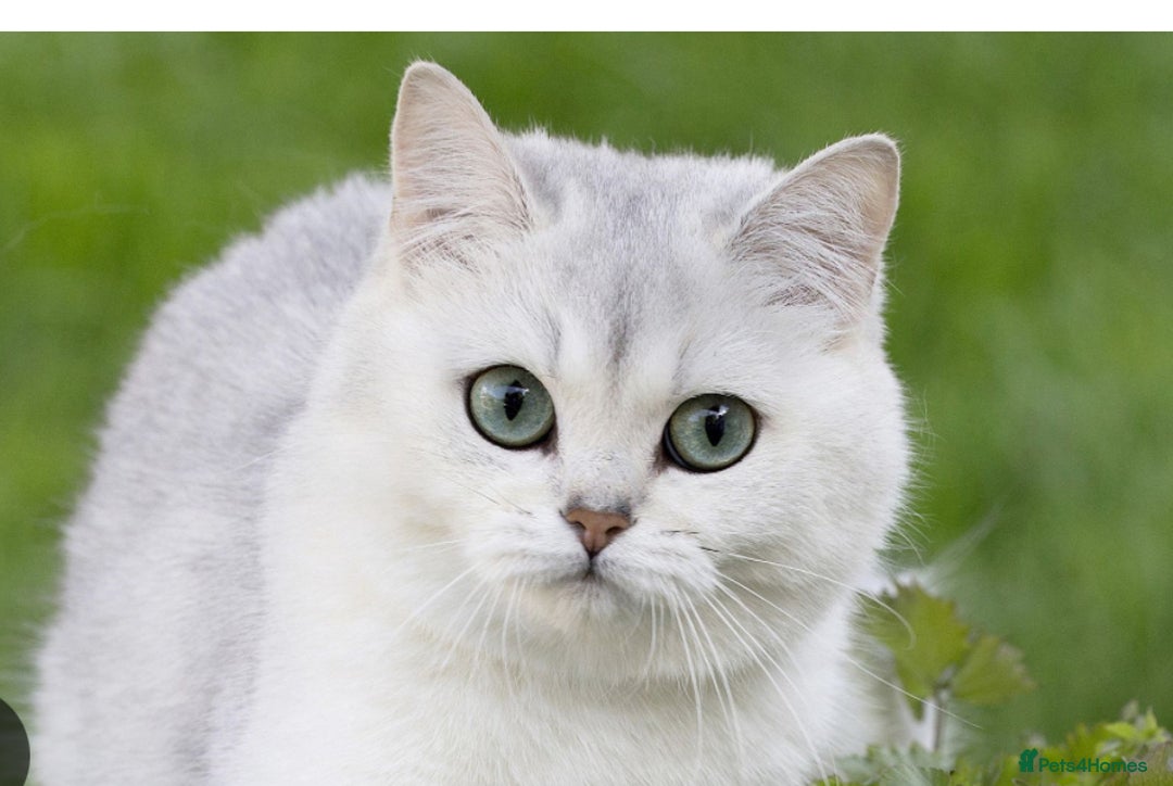 British Shorthair cats for sale: Cat for sale - Image 1