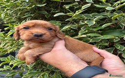 Cocker Spaniel dogs for sale: Health Tested Clear Cocker Spaniel Puppies  - Image 5