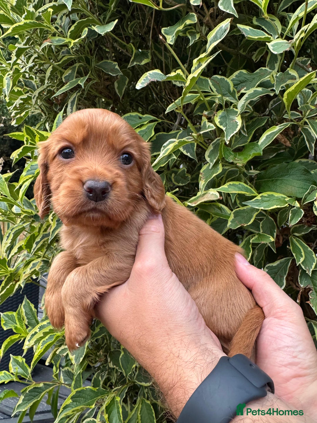 Cocker Spaniel dogs for sale: Health Tested Clear Cocker Spaniel Puppies  - Image 5