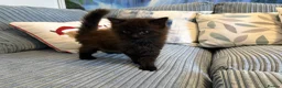 Ragdoll cats for sale: Gorgeous male brown ragdoll cross kitten for sale - Advert 9