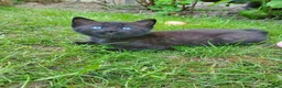 Mixed Breed cats for sale: Half Pedigree kittens - Advert 20