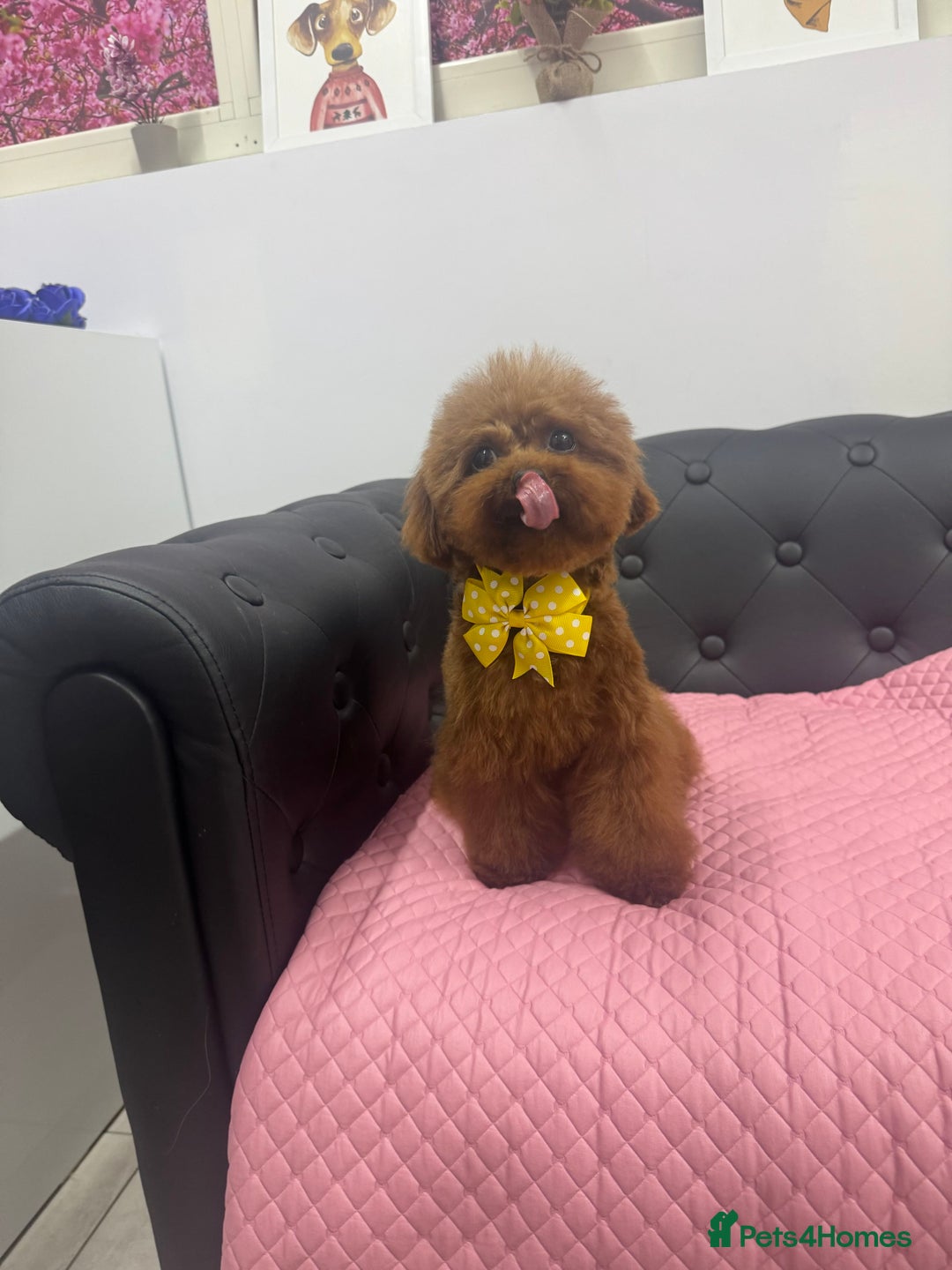 Toy Poodle dogs for sale: Toy Poodle Puppies–Asian Lines–Tiny Size - Image 10