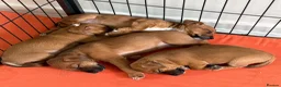 Jack Russell dogs for sale: Jack Russell Tan Puppies 1 male, 2 female  - Advert 7