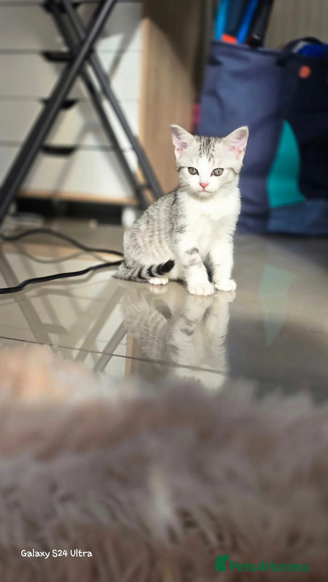 Mixed Breed cats for sale: Mixed breed male and female  in London - Advert 2