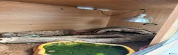 Python Snake reptiles for sale: 2 royal pythons and full set up in Eastbourne - Advert 6
