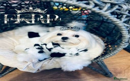 Maltese dogs for stud: ✨Exquisite DOLL KC Korean Maltese Stud DNA Clear ✨ - Image 2