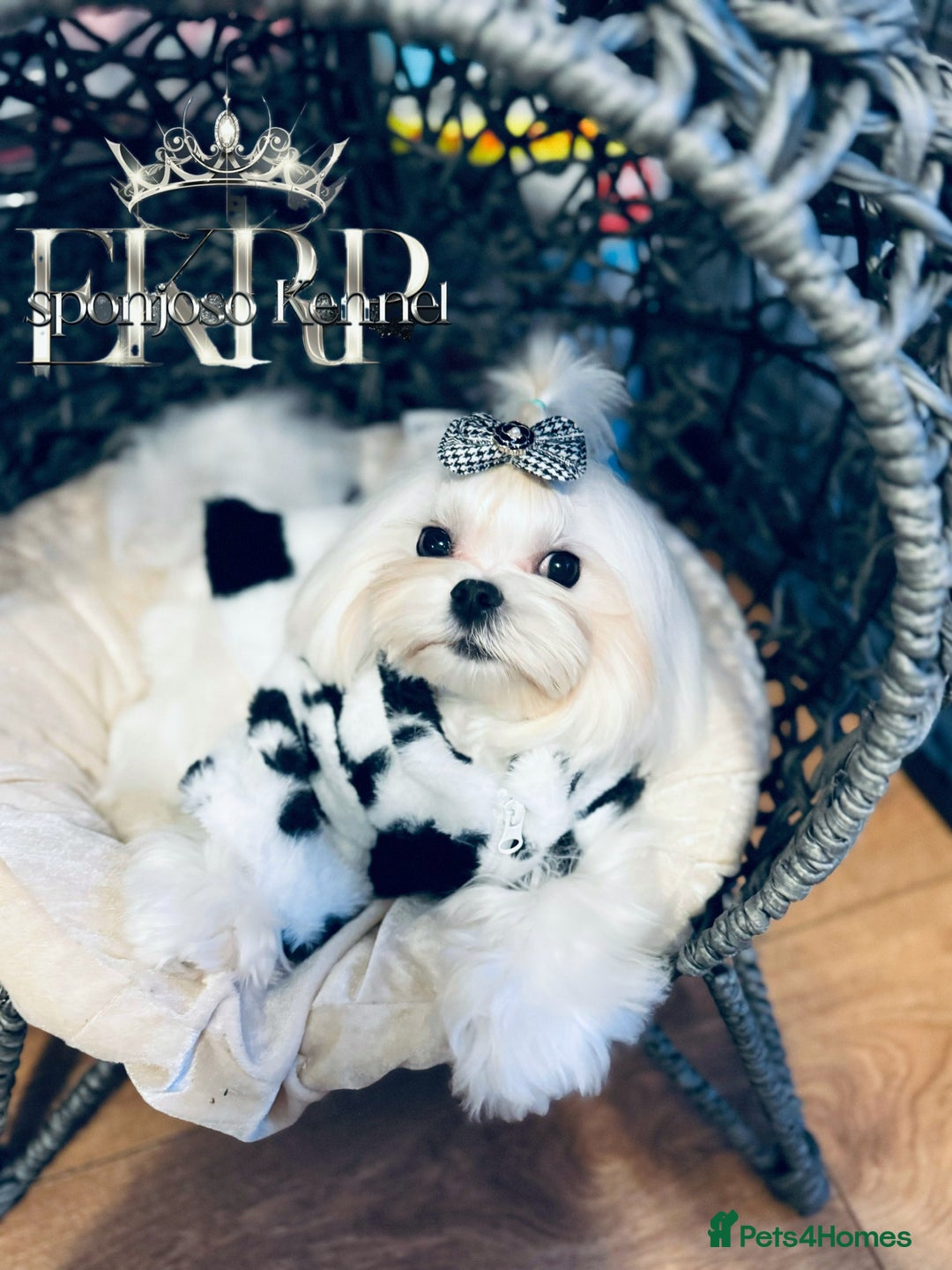 Maltese dogs for stud: ✨Exquisite DOLL KC Korean Maltese Stud DNA Clear ✨ - Image 2